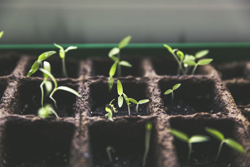 Fresh herbs growing on a sunlit windowsill