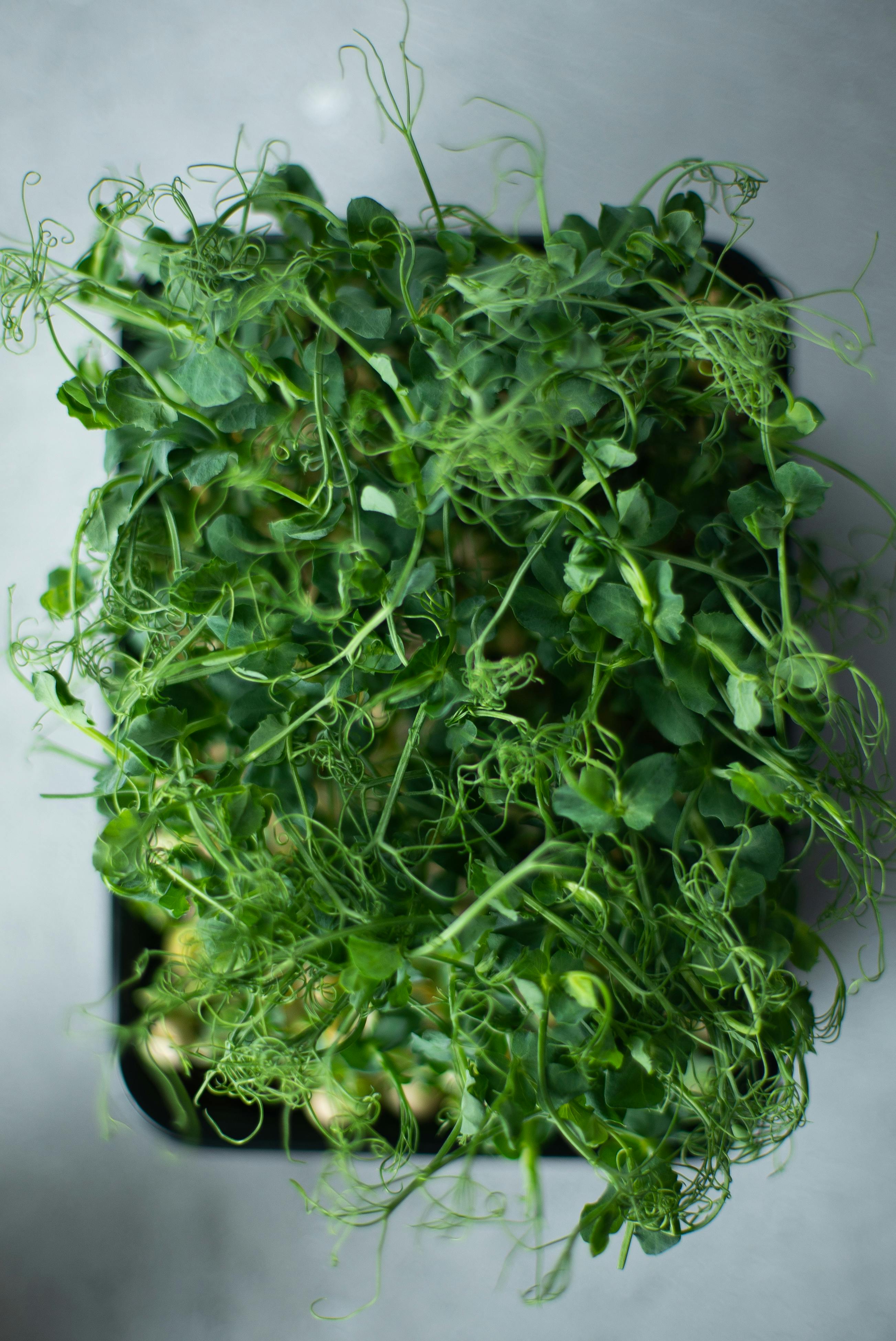 The Ultimate Beginner's Guide to Growing Microgreens at Home